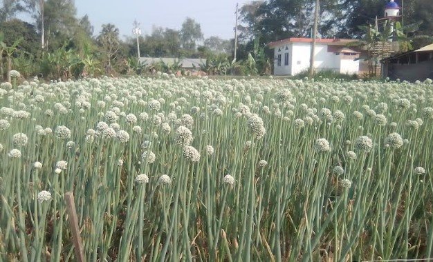 রাজশাহীতে বেড়েছে পেঁয়াজের কদম বীজের চাষ, লক্ষ্যমাত্রা ২০০ মেট্রিক টন